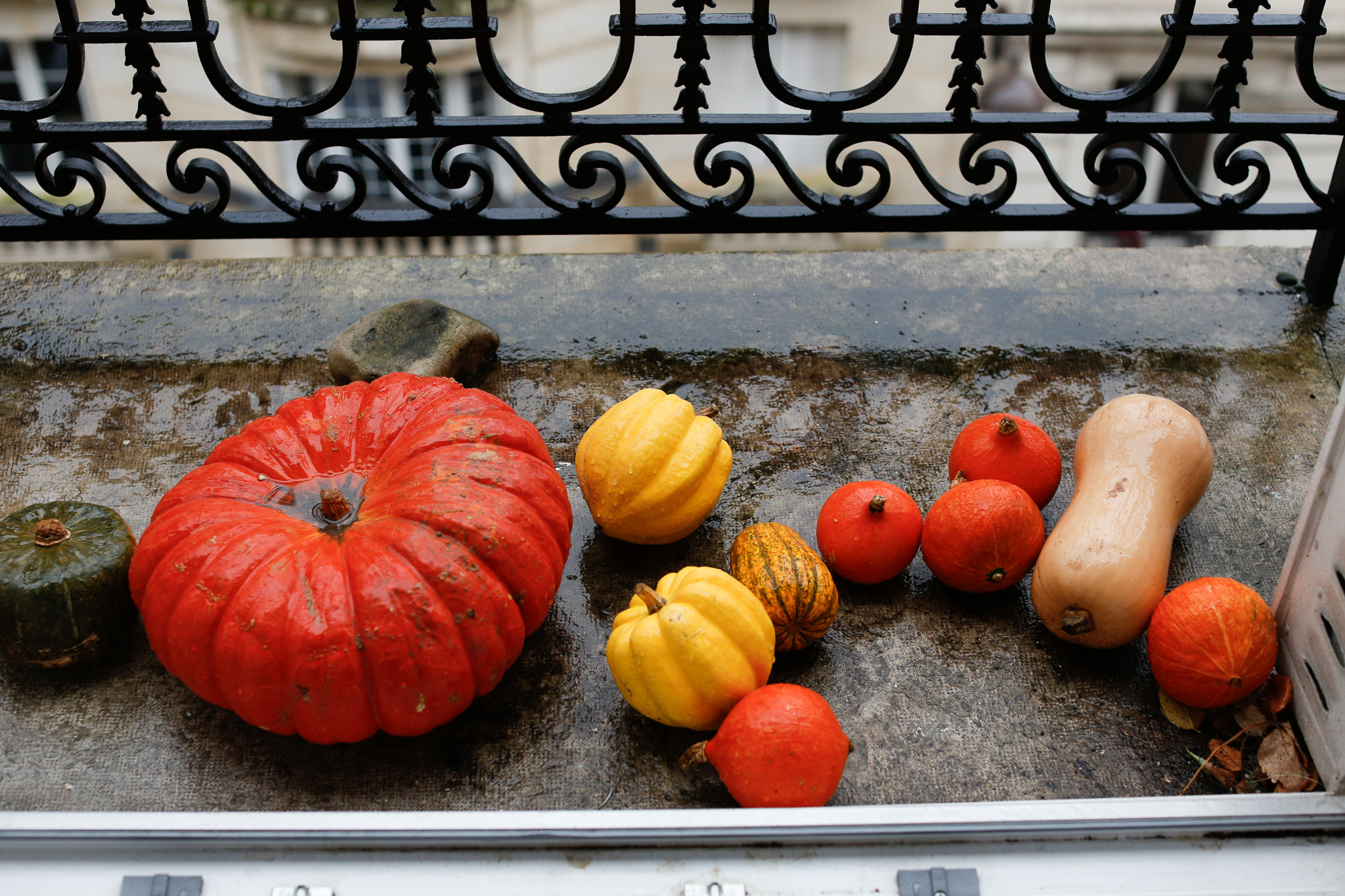 Array of pumpkin and squash on a rainy balcony awaiting their destiny
